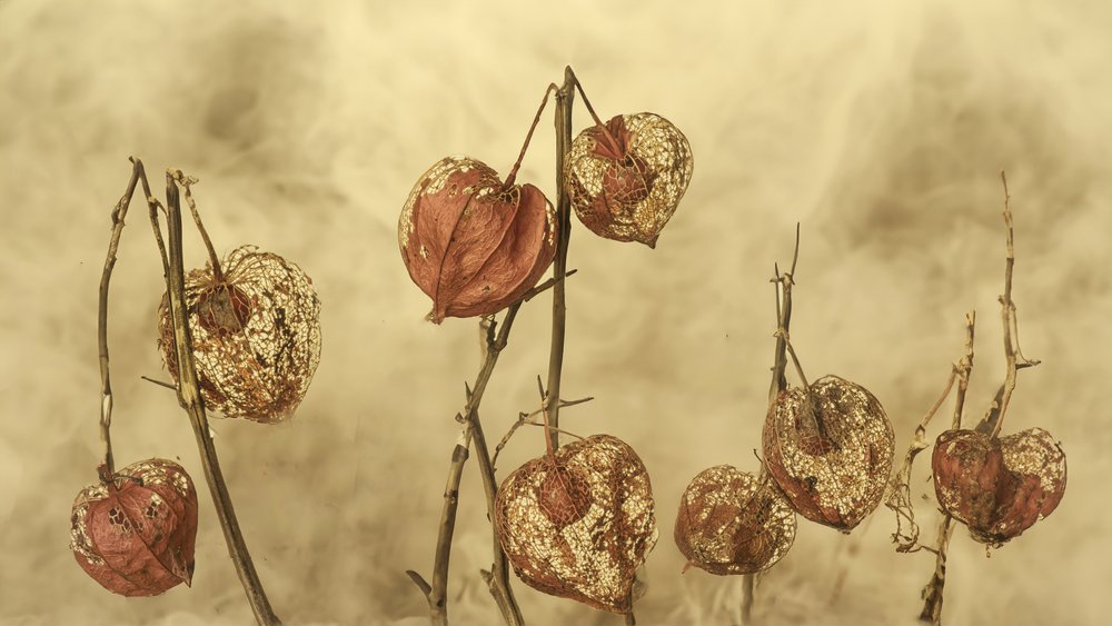 Getrocknete Herbstlaternen von Marie-anne Stas