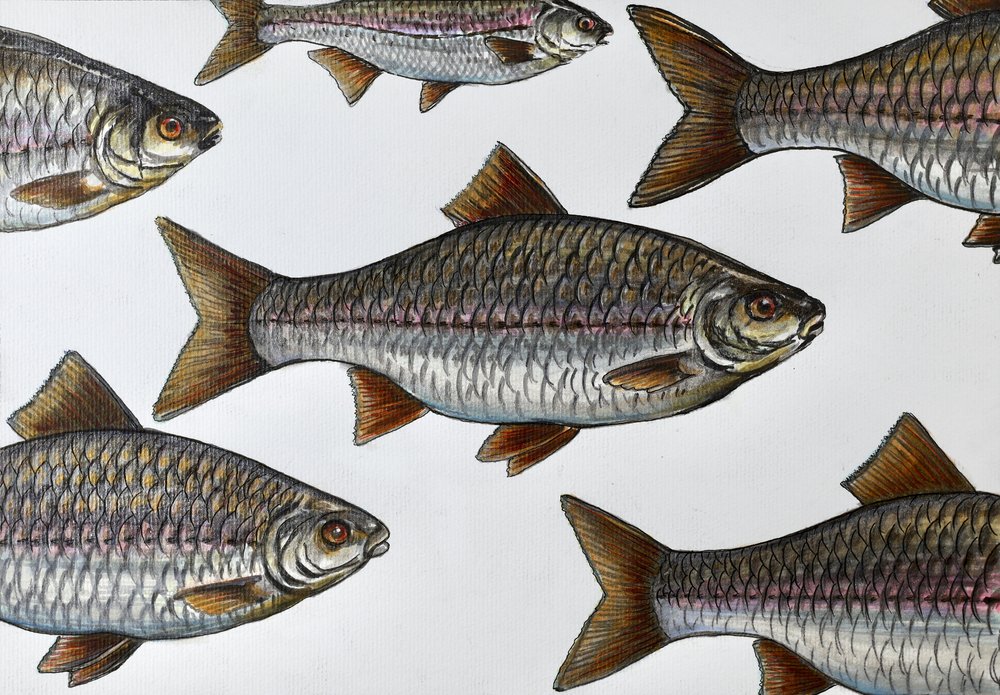 Illustration schwimmender Fische von Marina Kozyr