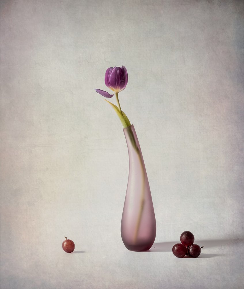 Lila Tulpe Stillleben von May G