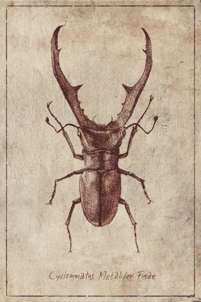 Antike Käferillustration von Mike Koubou