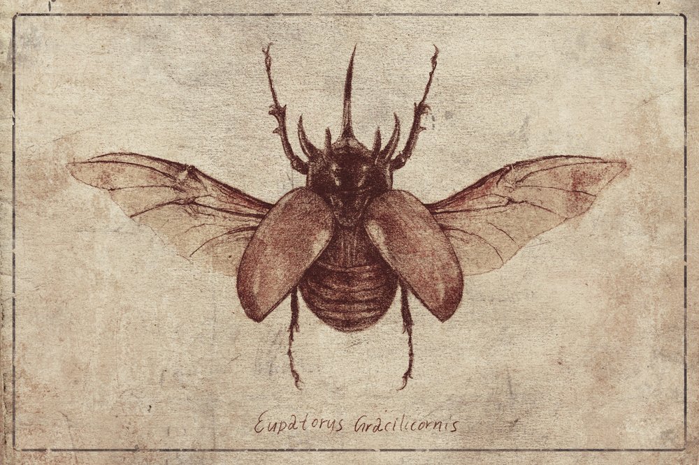 Eupatorus Gracilicornis Kopie von Mike Koubou