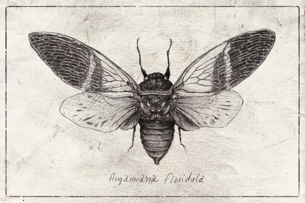 Insektenillustration von Mike Koubou
