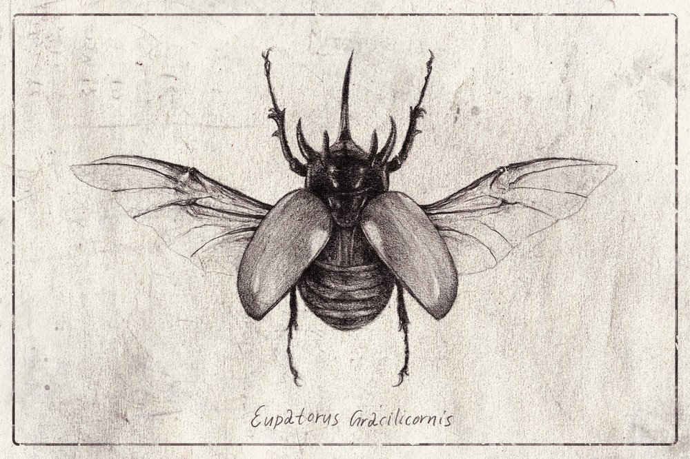 Bleistiftzeichnung eines Eupatorus Gracilicornis Käfers von Mike Koubou