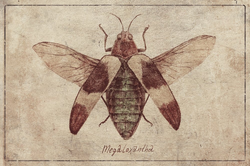 Vintage Insektenillustration von Mike Koubou