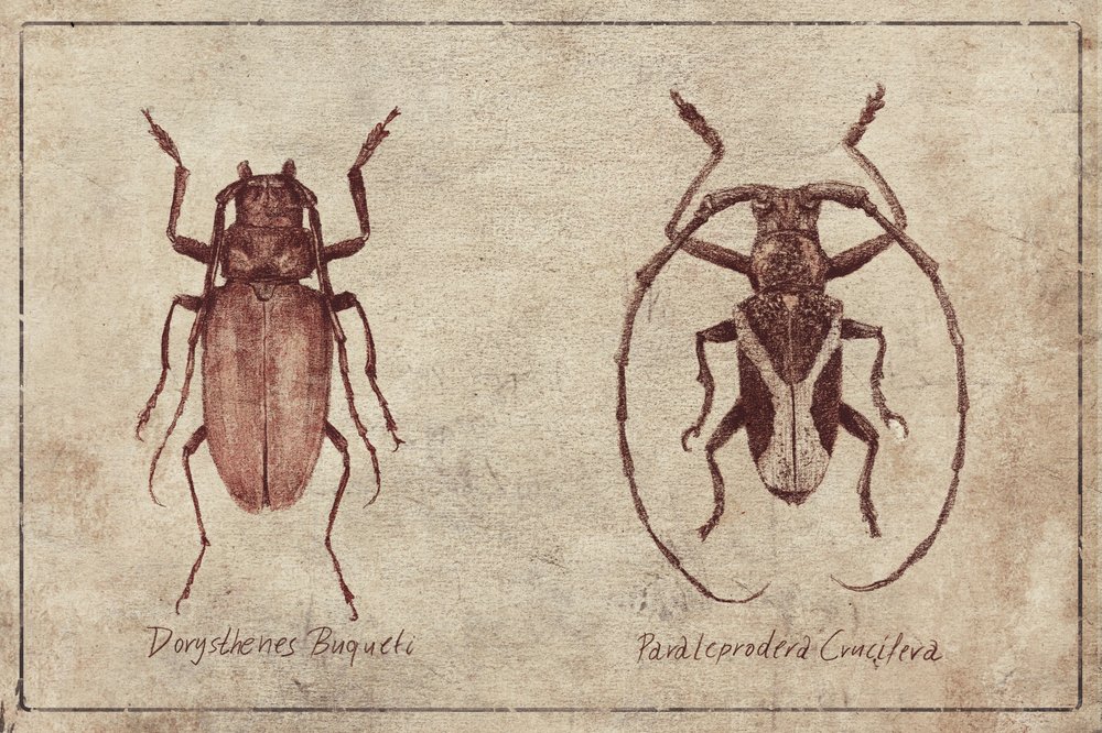 Vintage Insekten Duo von Mike Koubou