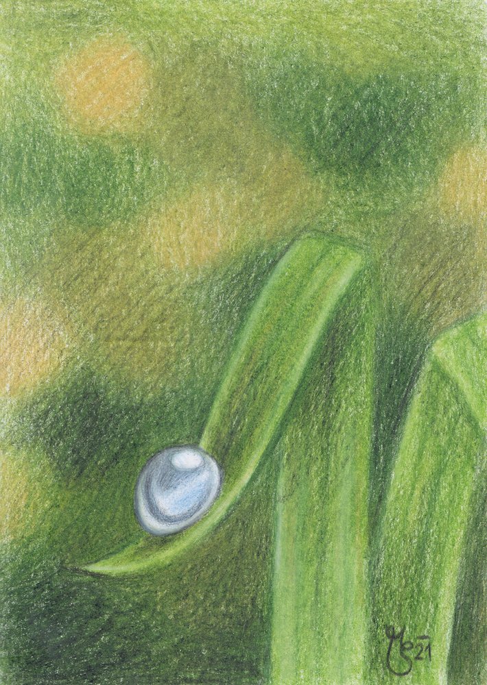 Morgentautropfen auf Gras von Mirjam Schrei