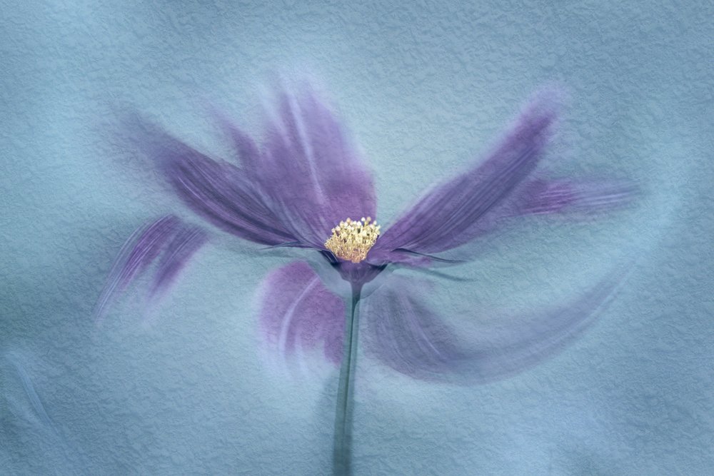 Ätherische violette Blüte von Molly Fu APA