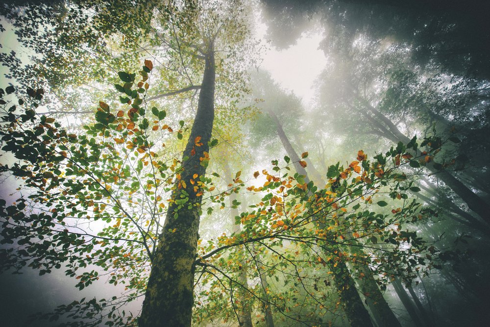 Nebliger Herbstwald von Nicola Figliuolo