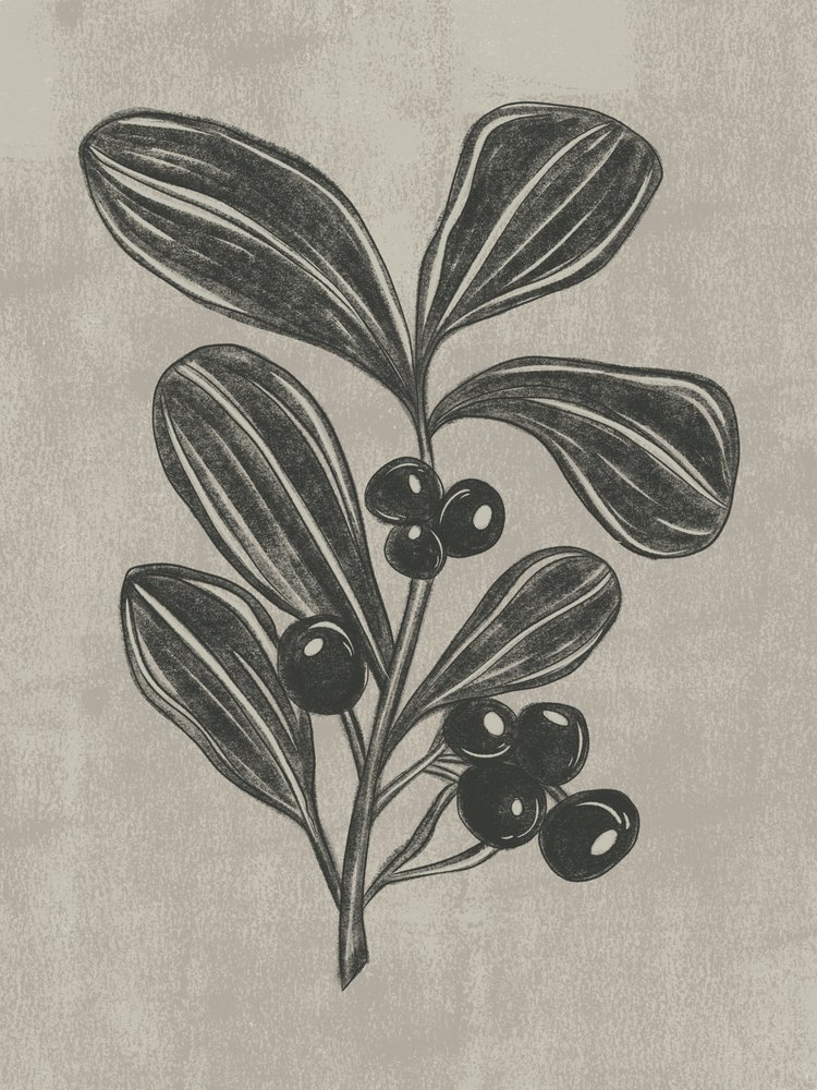 Botanische Beerenzeichnung von Nikita Jariwala