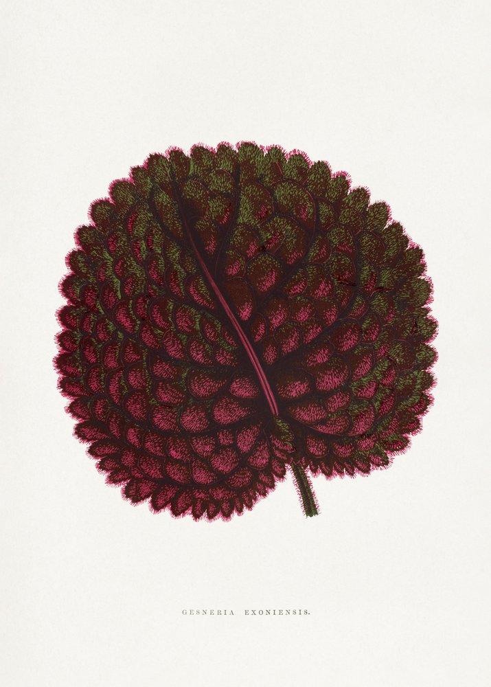 Illustration des Rosa Gesneria Exoniensis Blattes von PictufyLes Plantes a Feuillage Colore