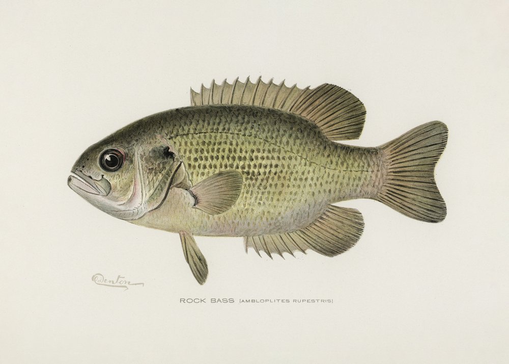 Felsenbarsch (Ambloplites Rupestris) von Sherman F. Denton (1856-1937) von Pictufy
