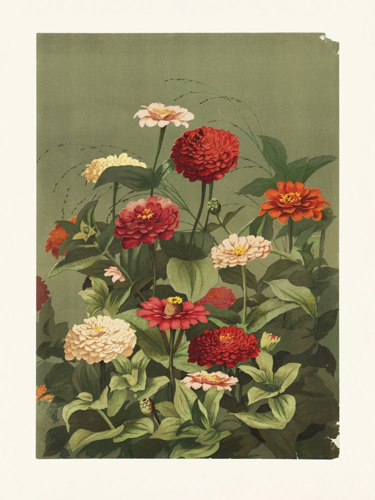Zinnien von Ellen Thayer Fisher von Pictufy