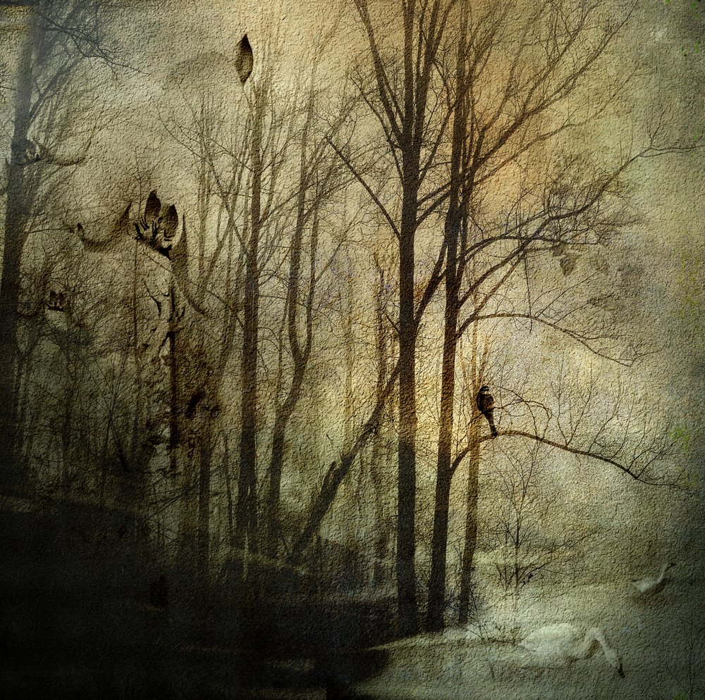 Geheimnisvolle Winterwälder von Rachel Pansky