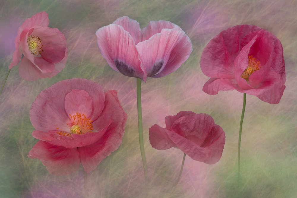 Träumende Rosa Mohnblumen von Richard Urbanski