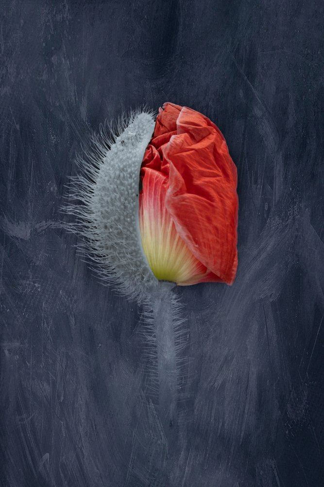 Aufstrebender roter Mohn von Richard Urbanski