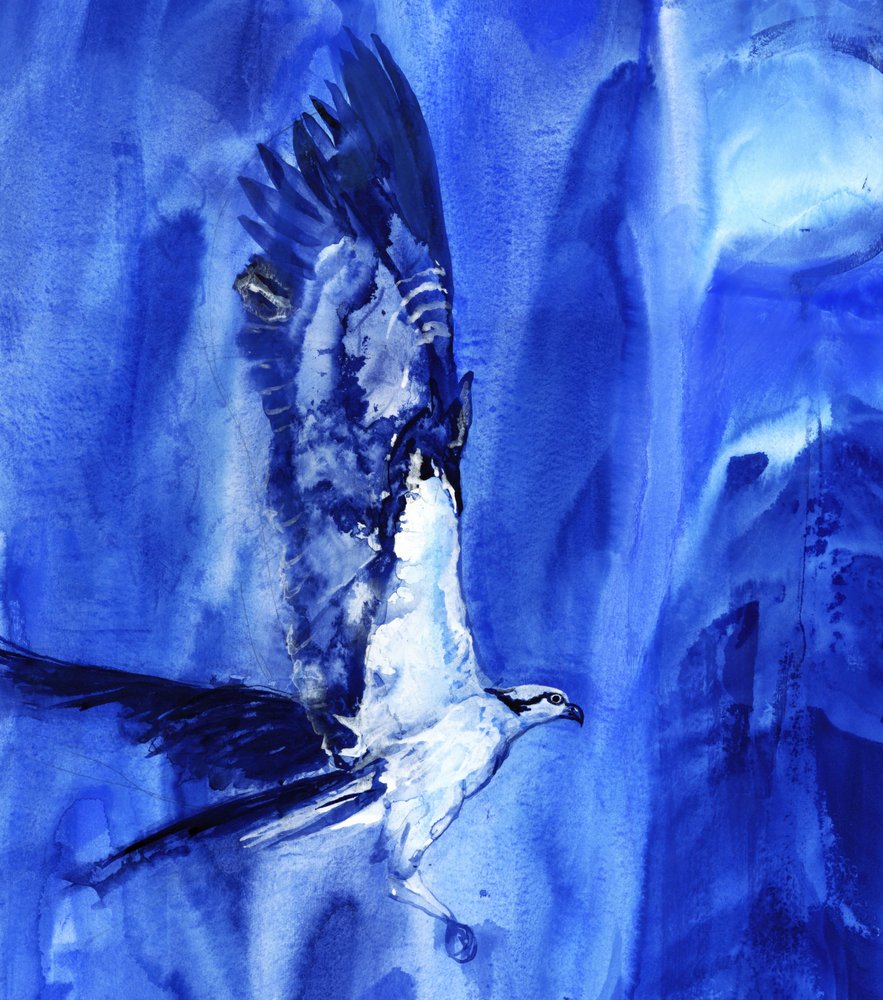 Fliegender blauer Fischadler von RodMacIver