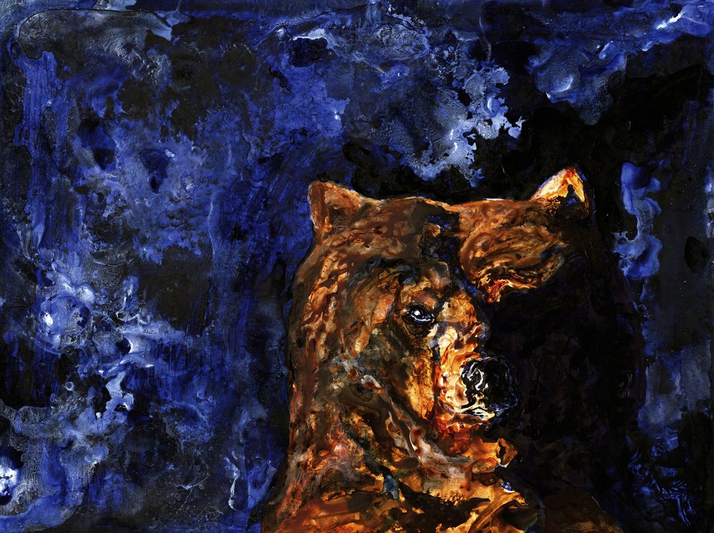 Mächtiger Grizzlyblick von RodMacIver