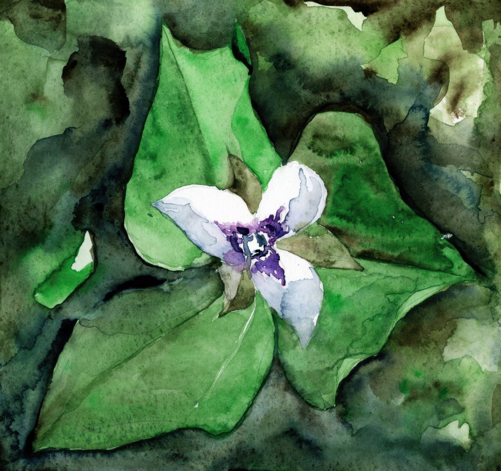 Weiße Trillium Blüte von RodMacIver