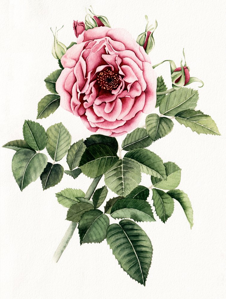 Blühende Rosa Rose von Salome
