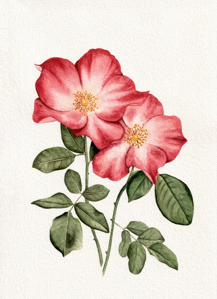 Botanische rosa Rosen von Salome