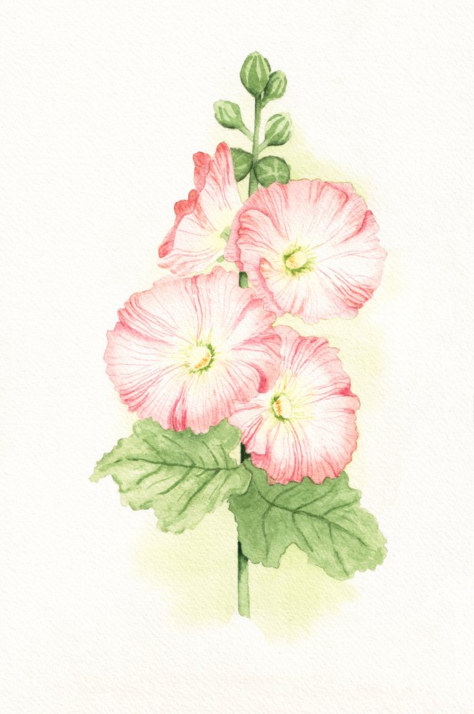 Rosa Stockrosen Aquarell von Salome
