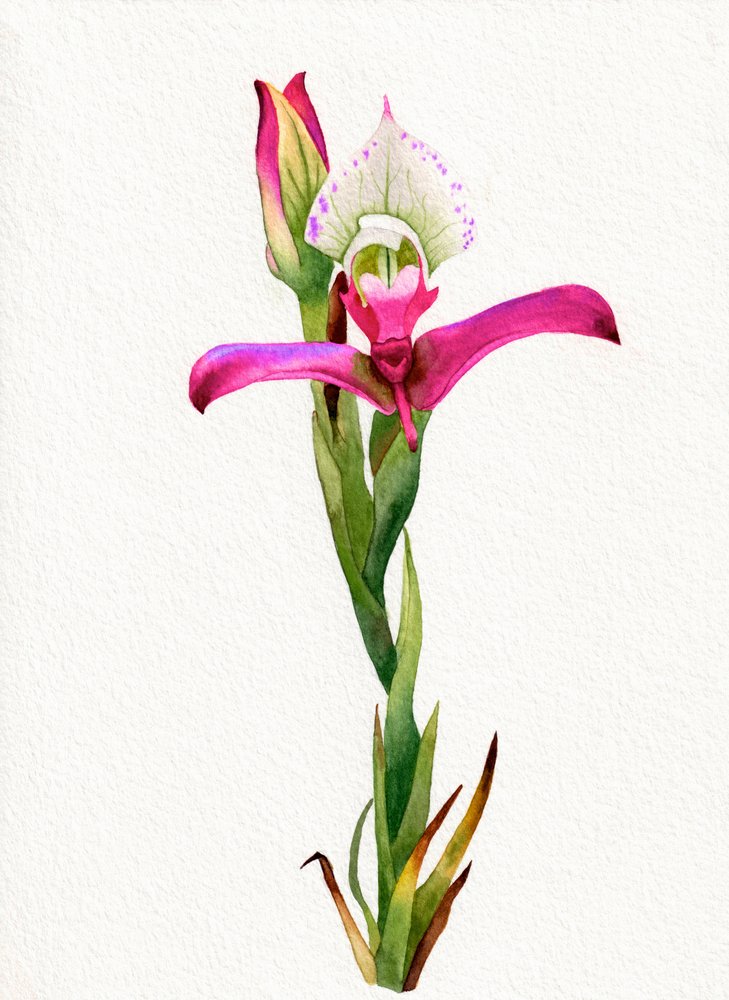 Rosa Orchideenblüte von Salome
