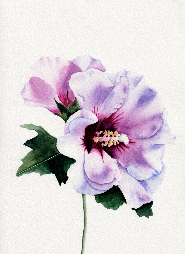 Lila Hibiskusblüten von Salome