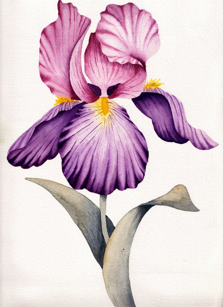 Lebhafte Violette Iris von Salome