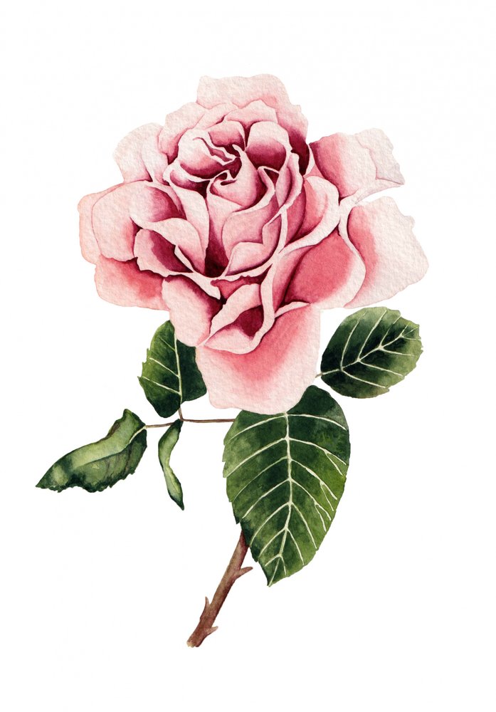 Aquarell Rosa Rose von Salome