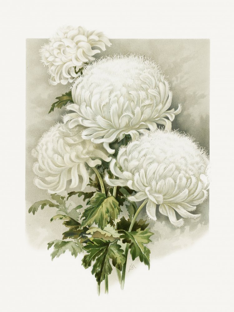 Frau Alpheus Hardy von Sidney Thomas Callowhill