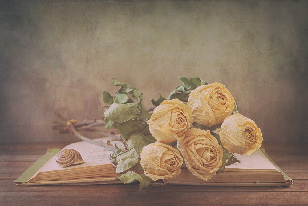 Getrocknete Rosen auf altem Buch von Sophie Pan