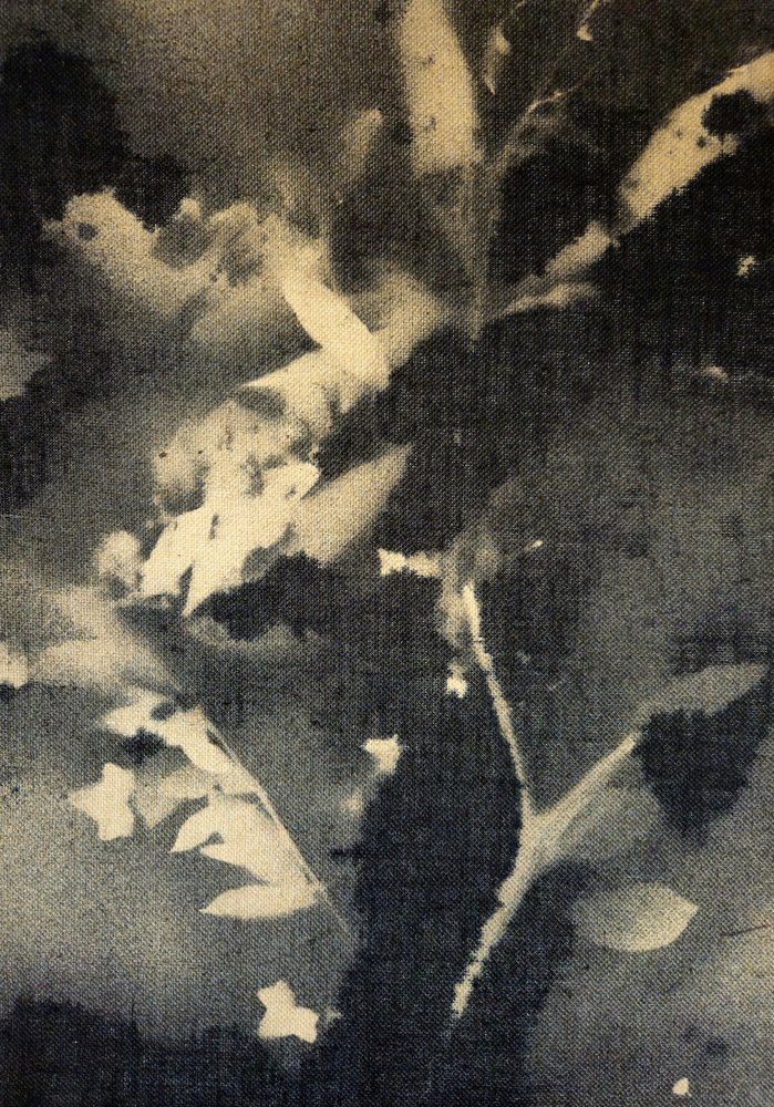 Ätherische Botanische Silhouetten von Stefano Mazzolini