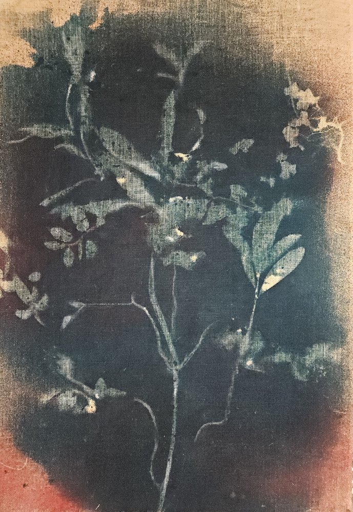 Verblasste Blaue Botanicals von Stefano Mazzolini
