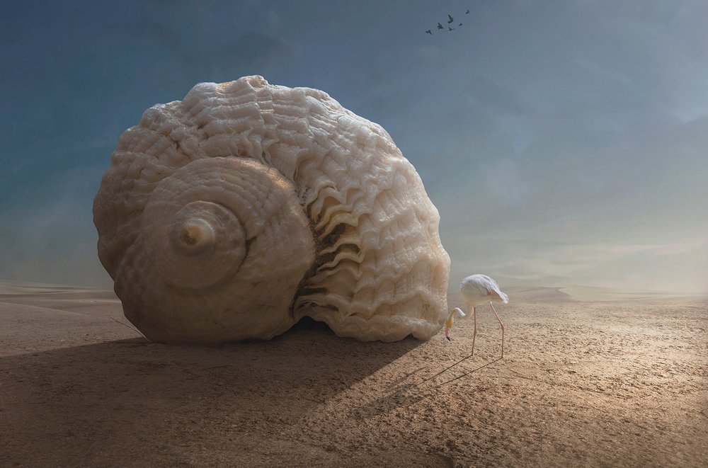 Flamingo und Riesenschnecke von Sulaiman Almawash