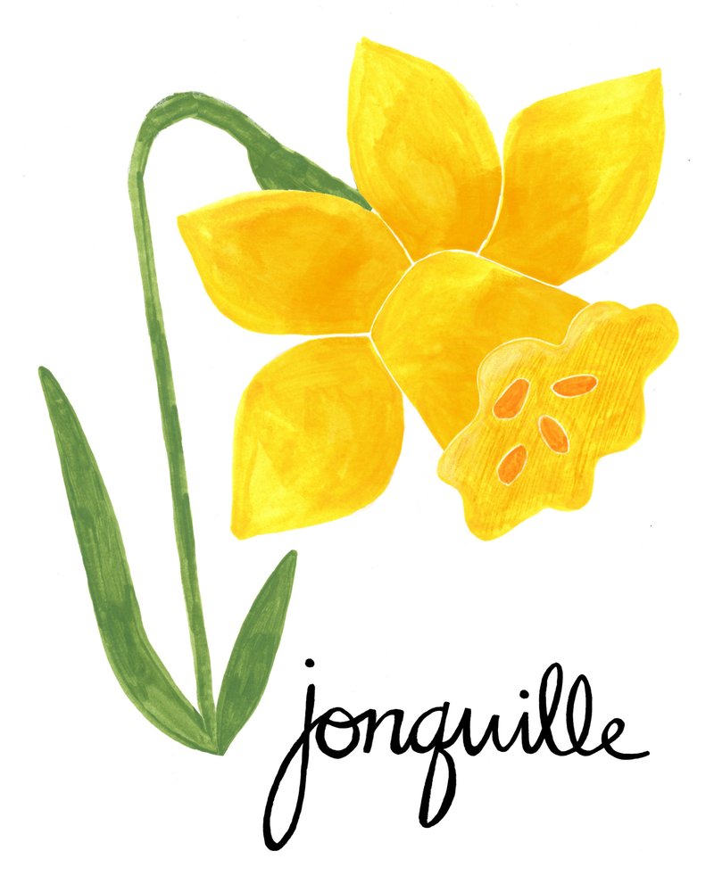 Gelbe Narzisse Illustration von Susan Black