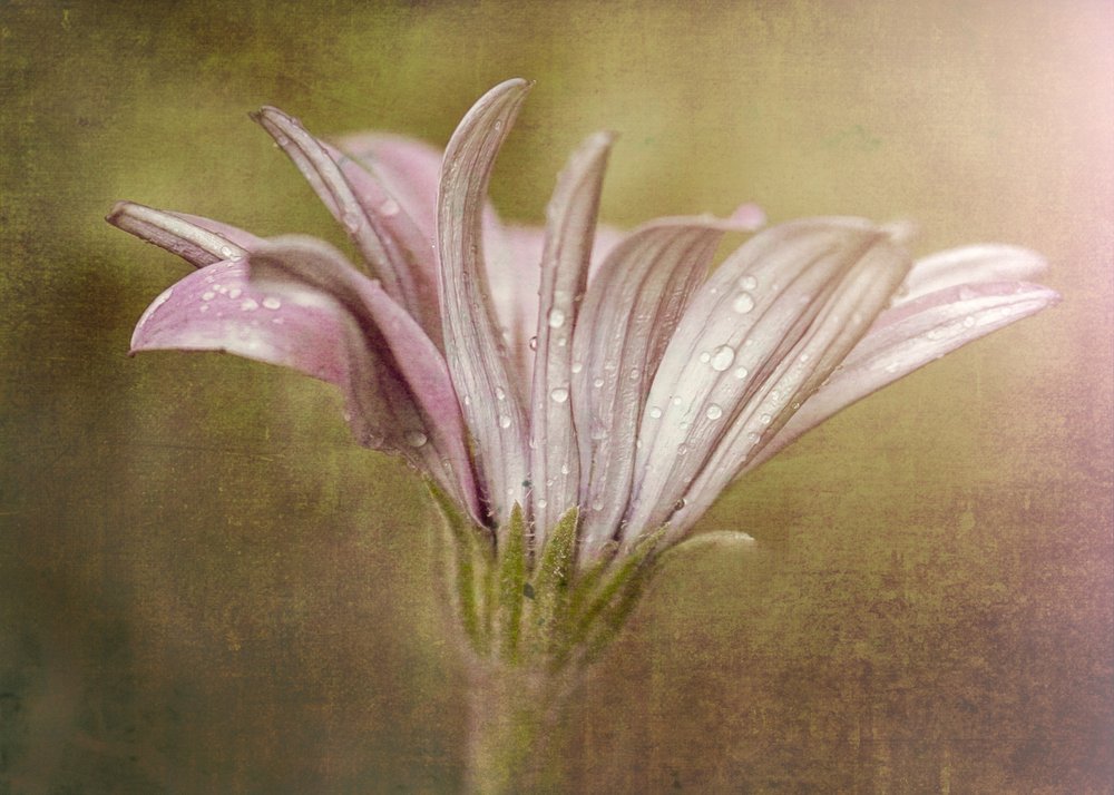 Zarte Tautropfenblüte von Susan Moss