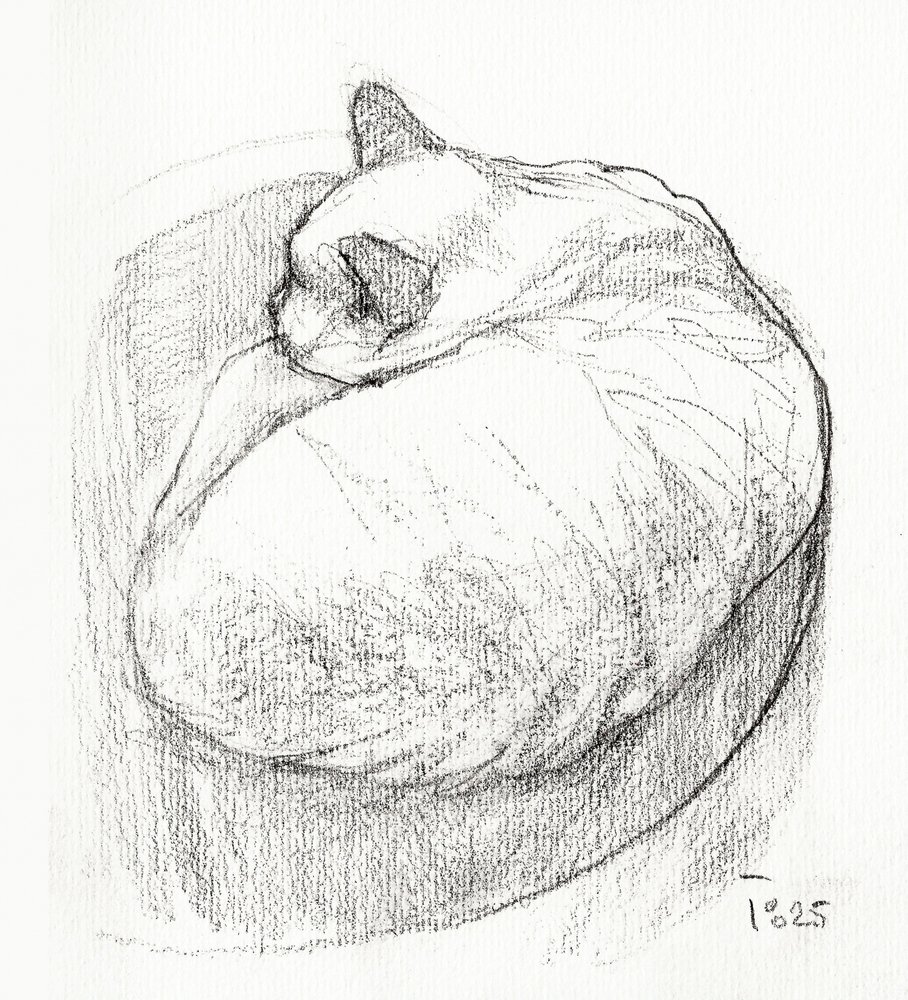 Gemütliche Gekuschelte Katze von Tore Bahnson