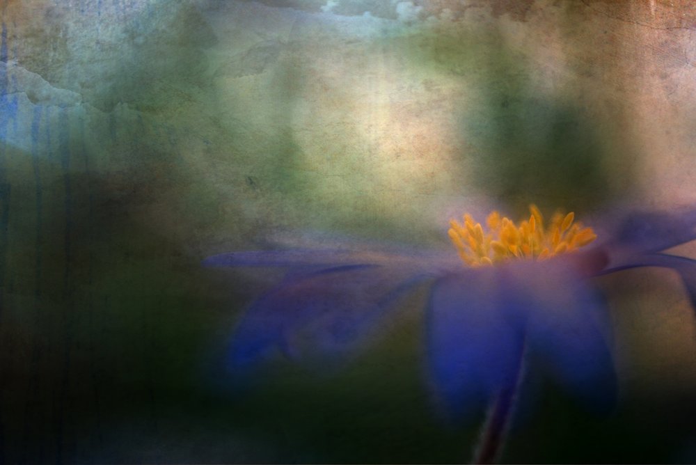 Träumende Blaue Blume von Ulrike Eisenmann