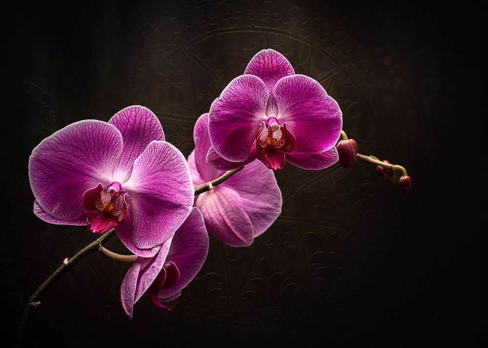 Purpurne Orchideenpracht von Vadim Kulinsky