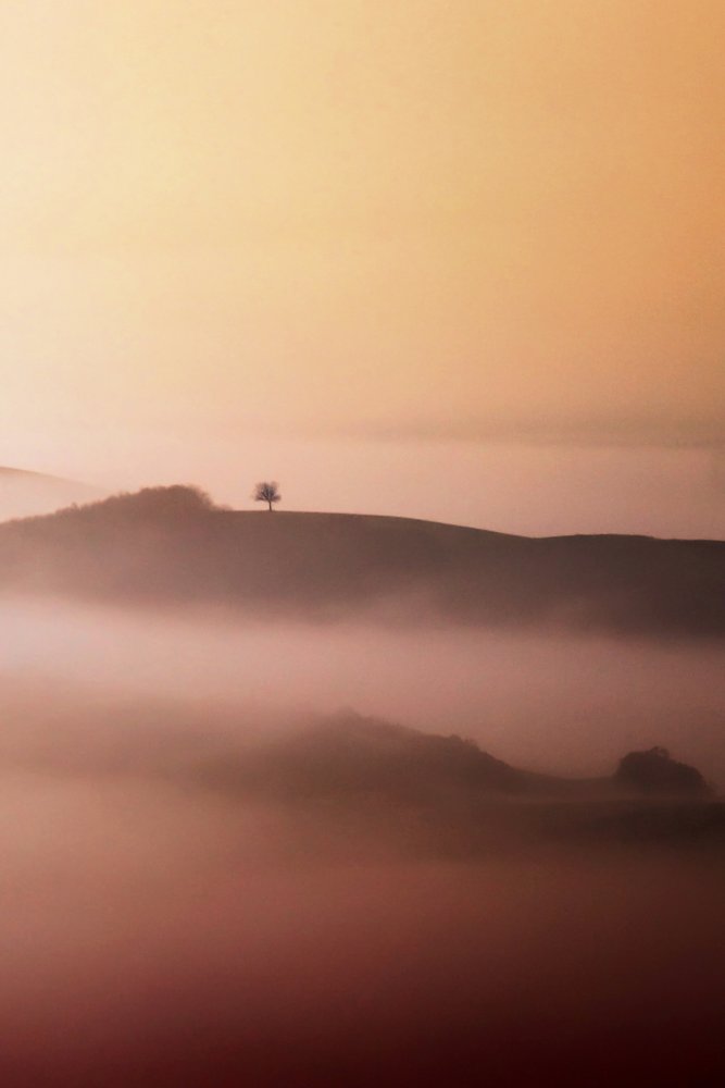 Einsamer Baum im goldenen Nebel von Vanja Tajnsek