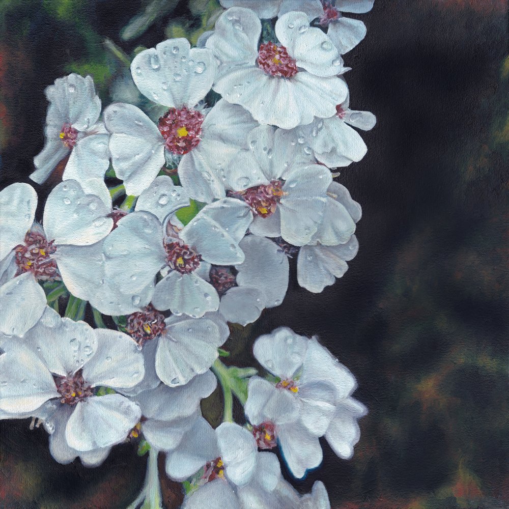 Taugeküsste weiße Blumen von Viccy Wanliss