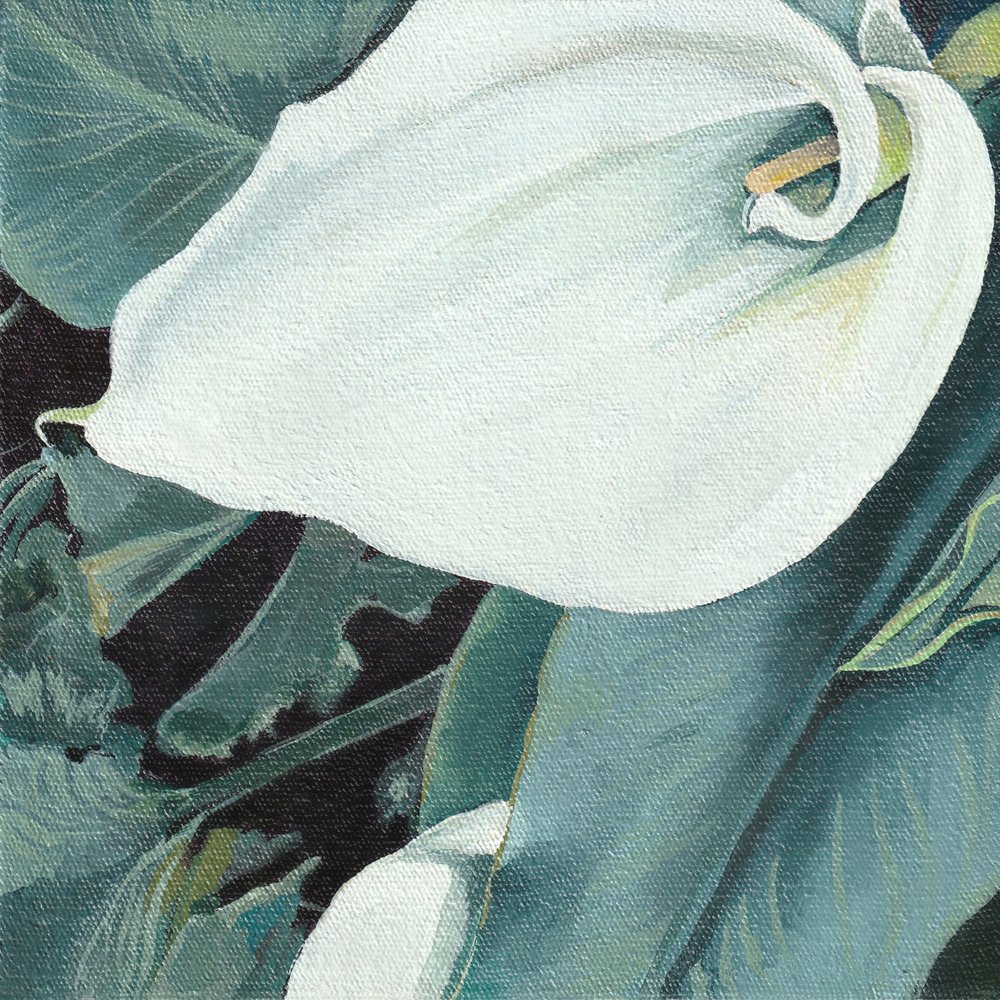 Elegante Weiße Calla-Lilie von Viccy Wanliss