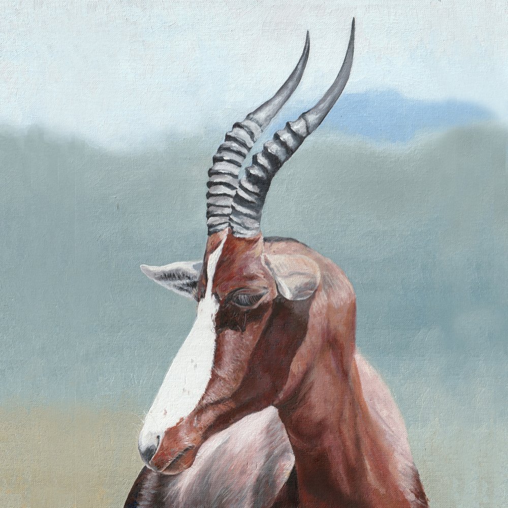 Majestätisches Blesbok-Porträt von Viccy Wanliss