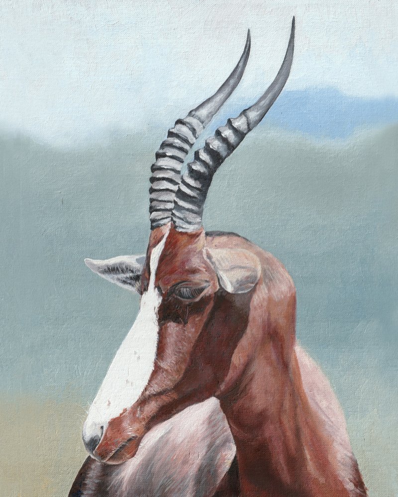 Majestätisches Blesbok-Profil von Viccy Wanliss