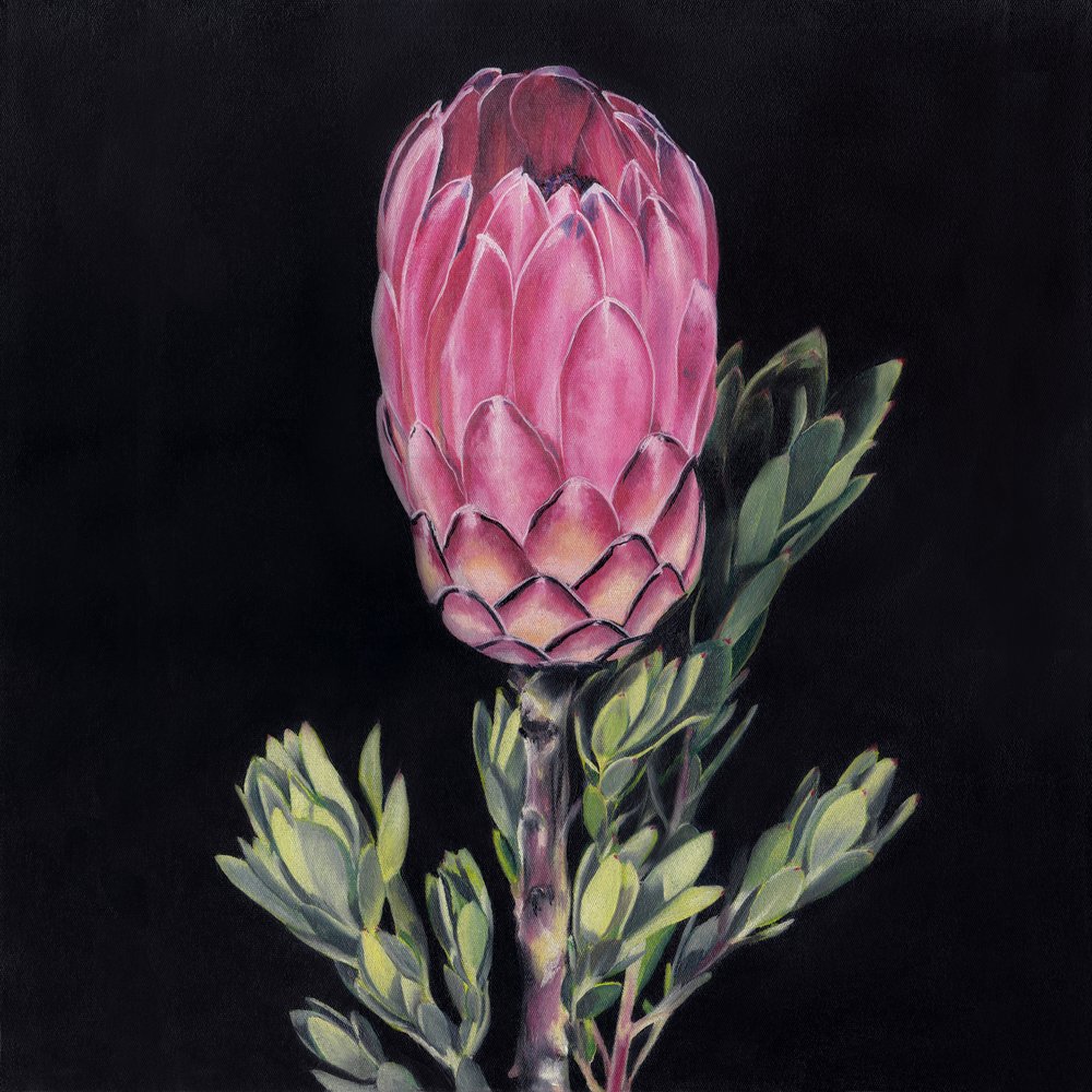 Auffällige rosa Protea von Viccy Wanliss