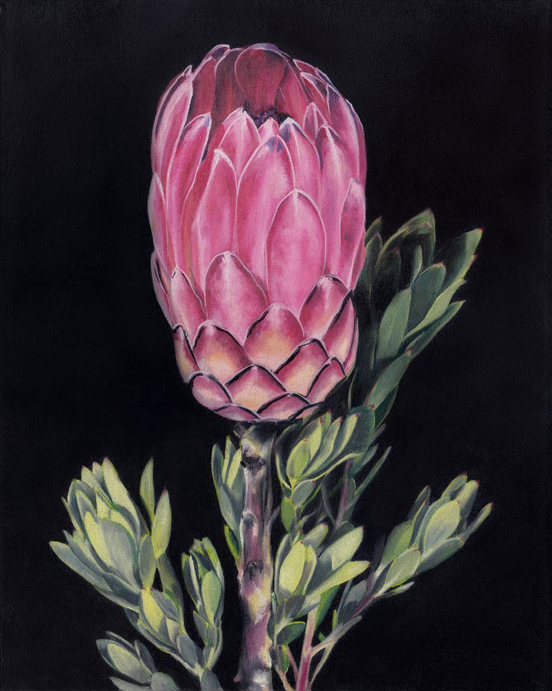 Lebendige rosa Protea von Viccy Wanliss