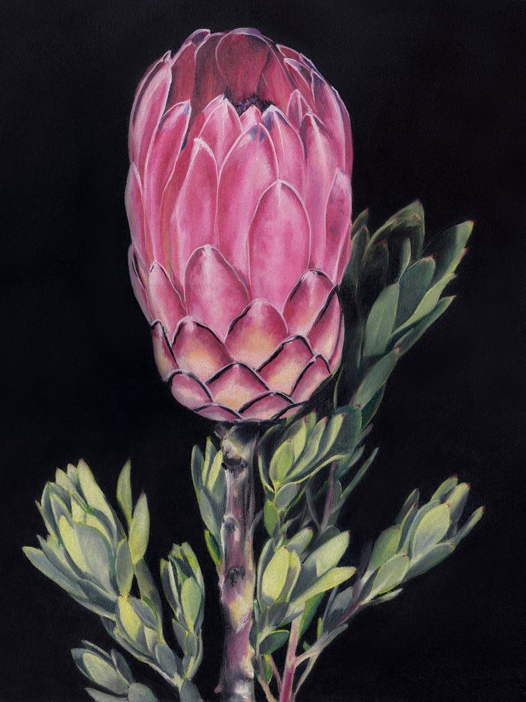 Lebendige rosa Protea von Viccy Wanliss