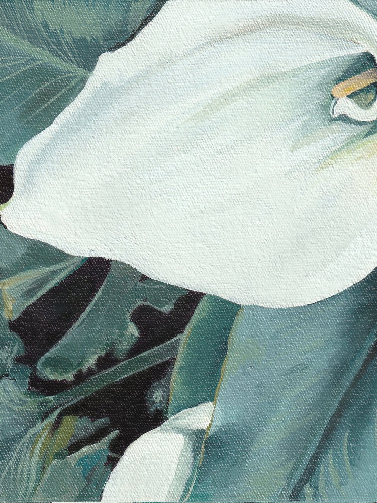 Weiße Calla-Lilienblüte von Viccy Wanliss