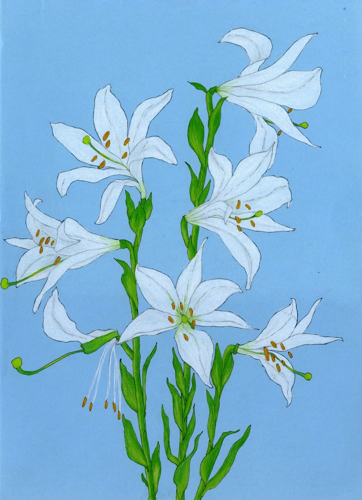Elegante weiße Lilien von Viktoriia Saunina