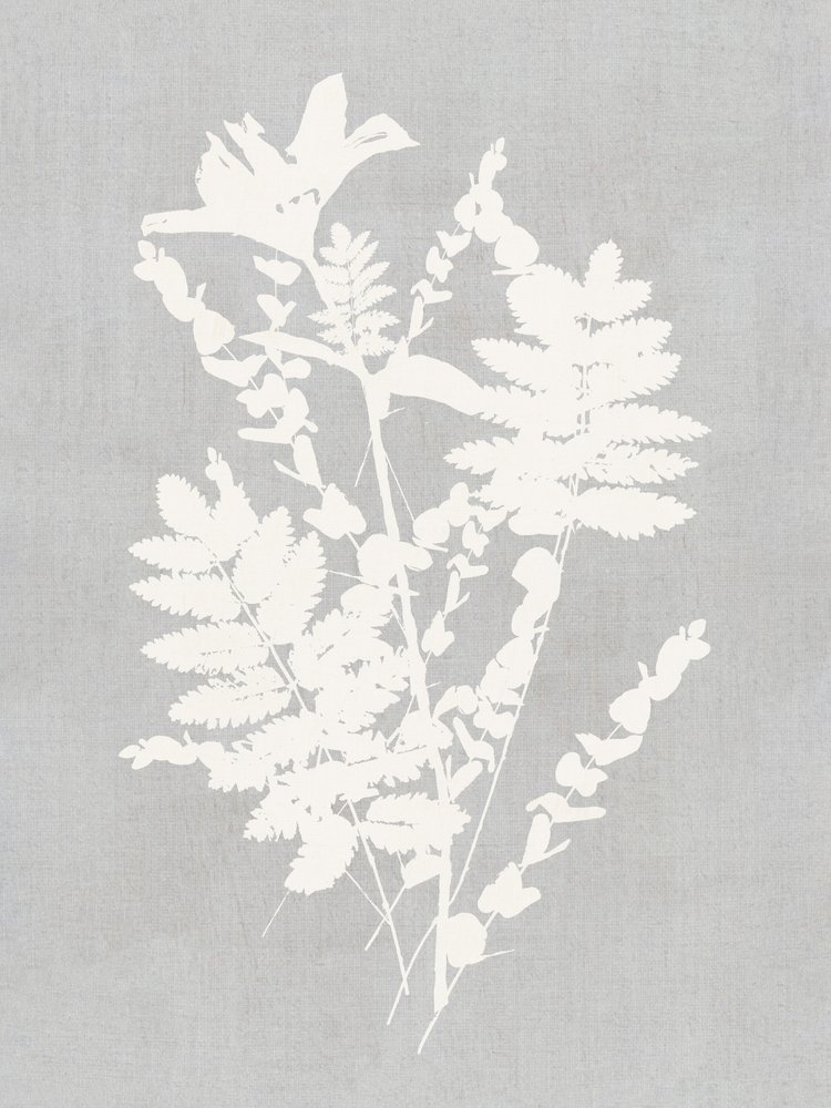 Botanische Silhouettenstudie von cartissi